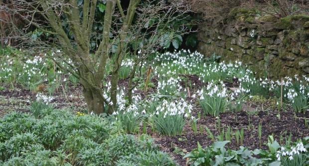 Snowdrops at Great Dixter House and Gardens in 1066 Country, East Sussex